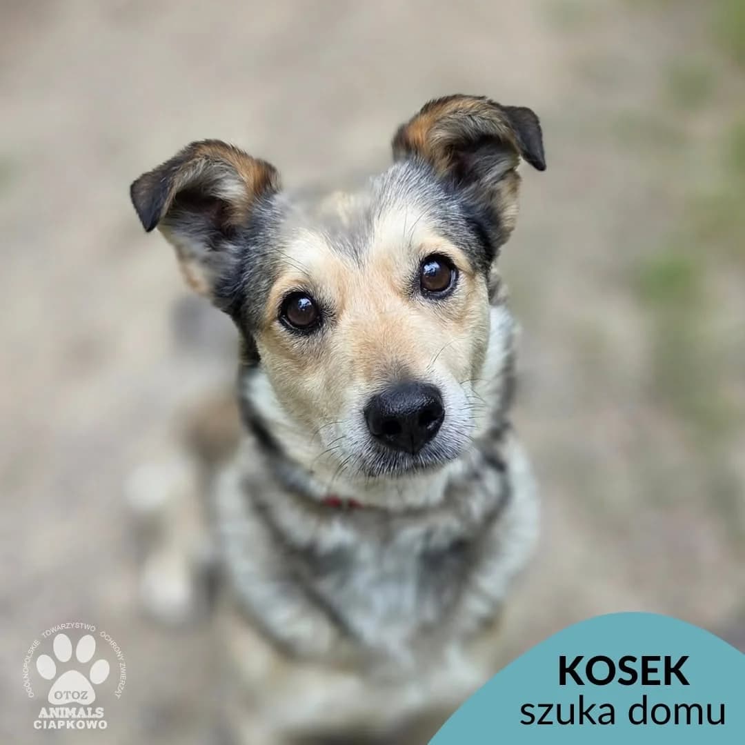 Kosek, male 7yo Mixed Breed for adoption at OTOZ Animals Schronisko Ciapkowo
