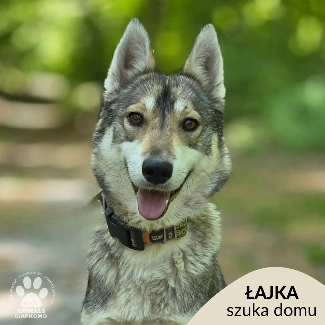 Łajka, young Mixed Breed for adoption at OTOZ Animals Schronisko Ciapkowo