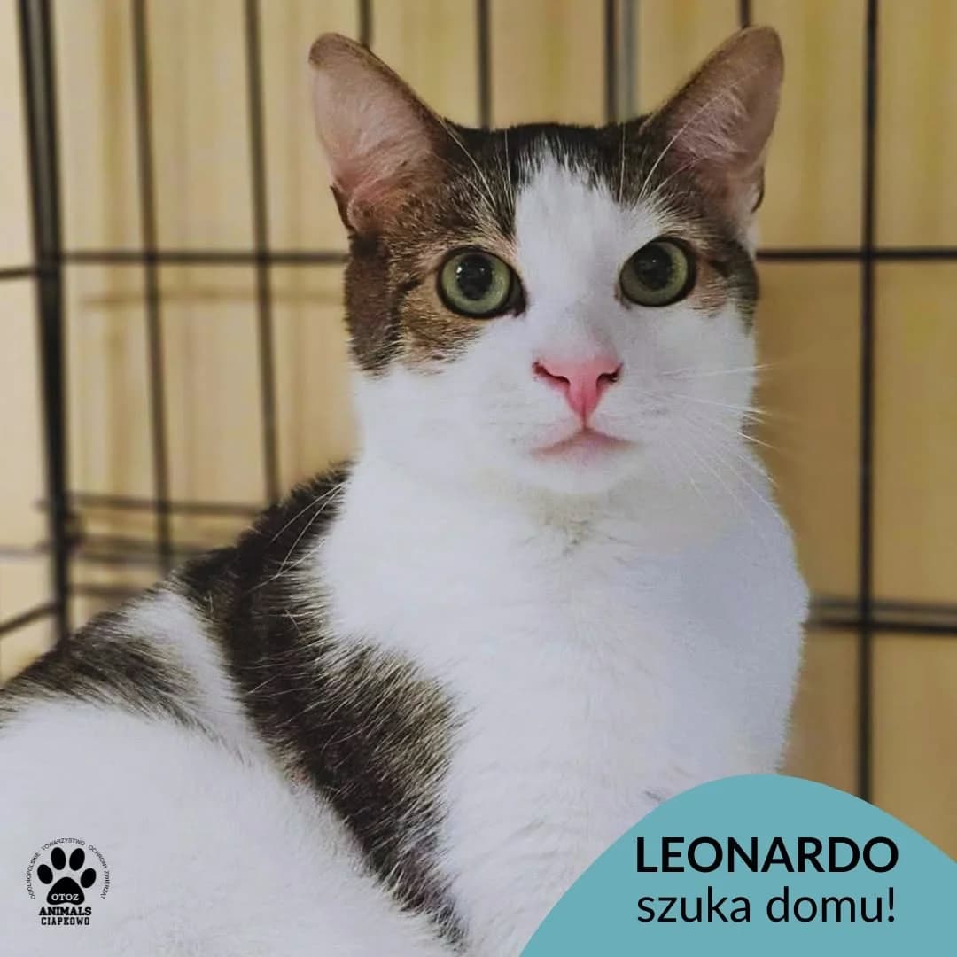 Leonardo,  young Mixed Breed for adoption at OTOZ Animals Schronisko Ciapkowo