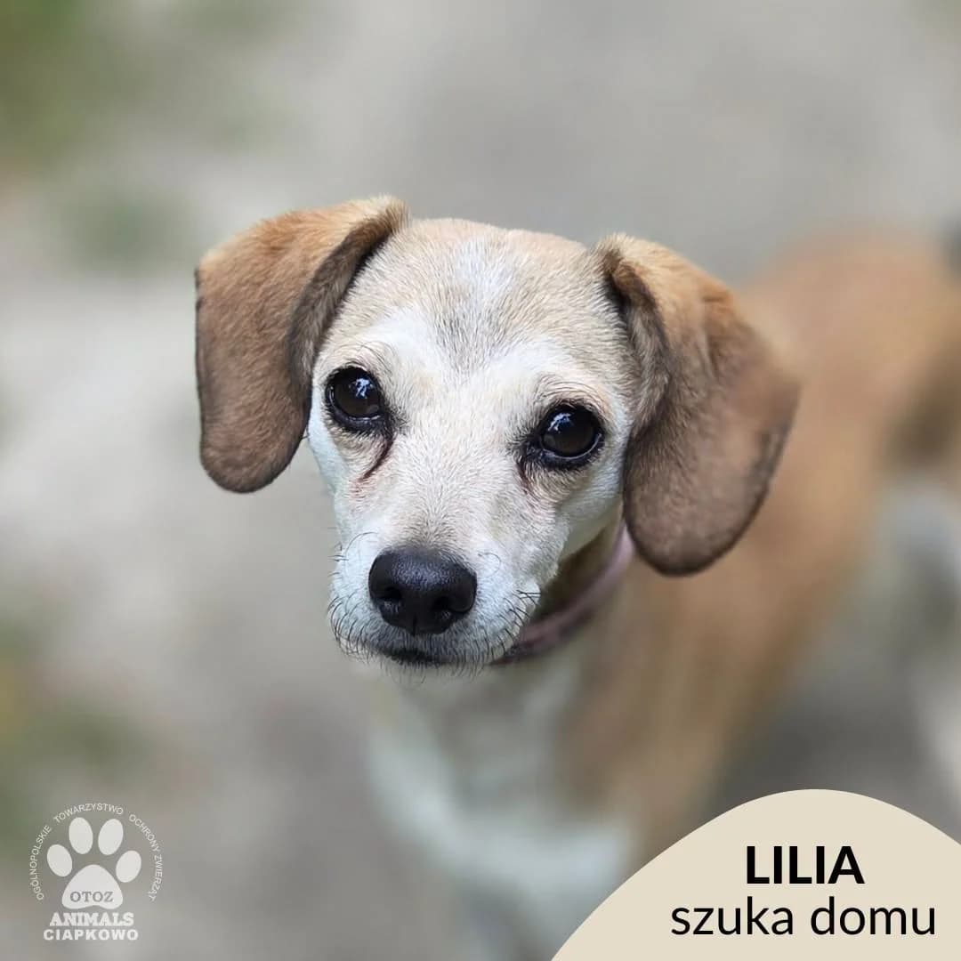 Lilia,  6yo Mixed Breed for adoption at OTOZ Animals Schronisko Ciapkowo