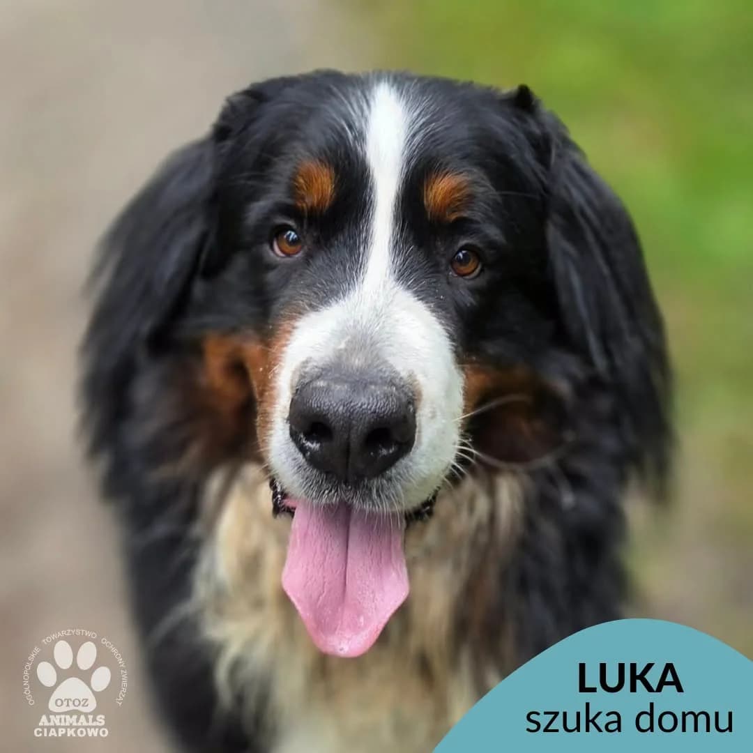Luka, male 4yo Mixed Breed for adoption at OTOZ Animals Schronisko Ciapkowo