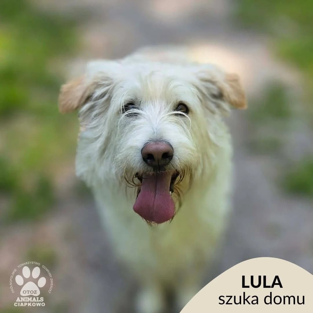 Lula,  young Mixed Breed for adoption at OTOZ Animals Schronisko Ciapkowo