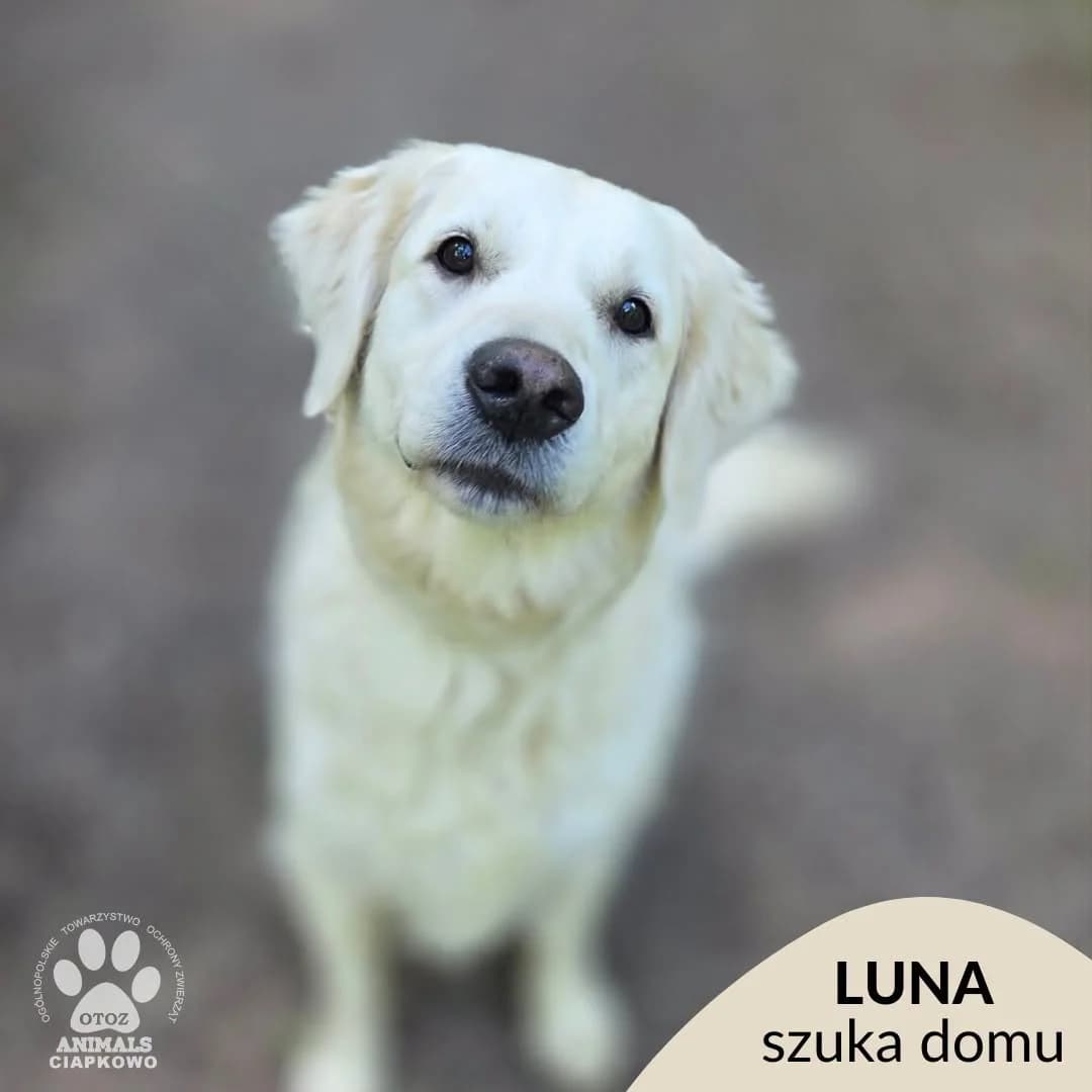 Luna,  7yo Mixed Breed for adoption at OTOZ Animals Schronisko Ciapkowo