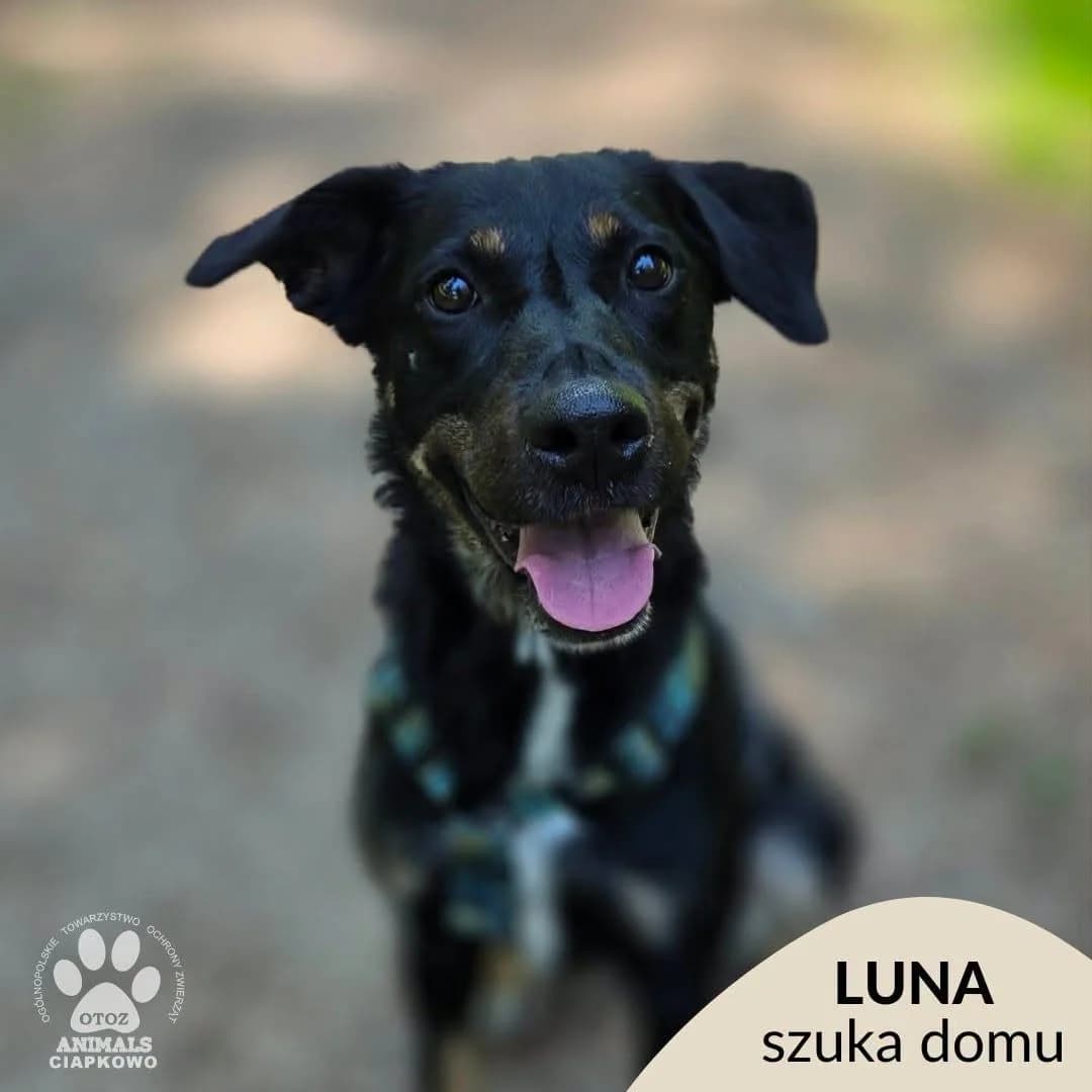 Luna,  4yo Mixed Breed for adoption at OTOZ Animals Schronisko Ciapkowo