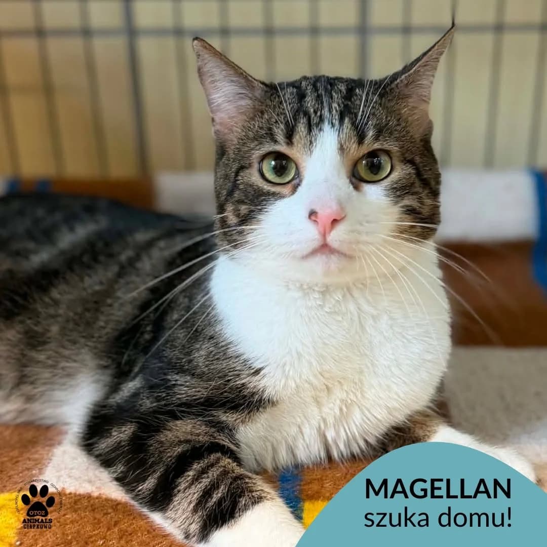Magellan,  4yo Mixed Breed for adoption at OTOZ Animals Schronisko Ciapkowo