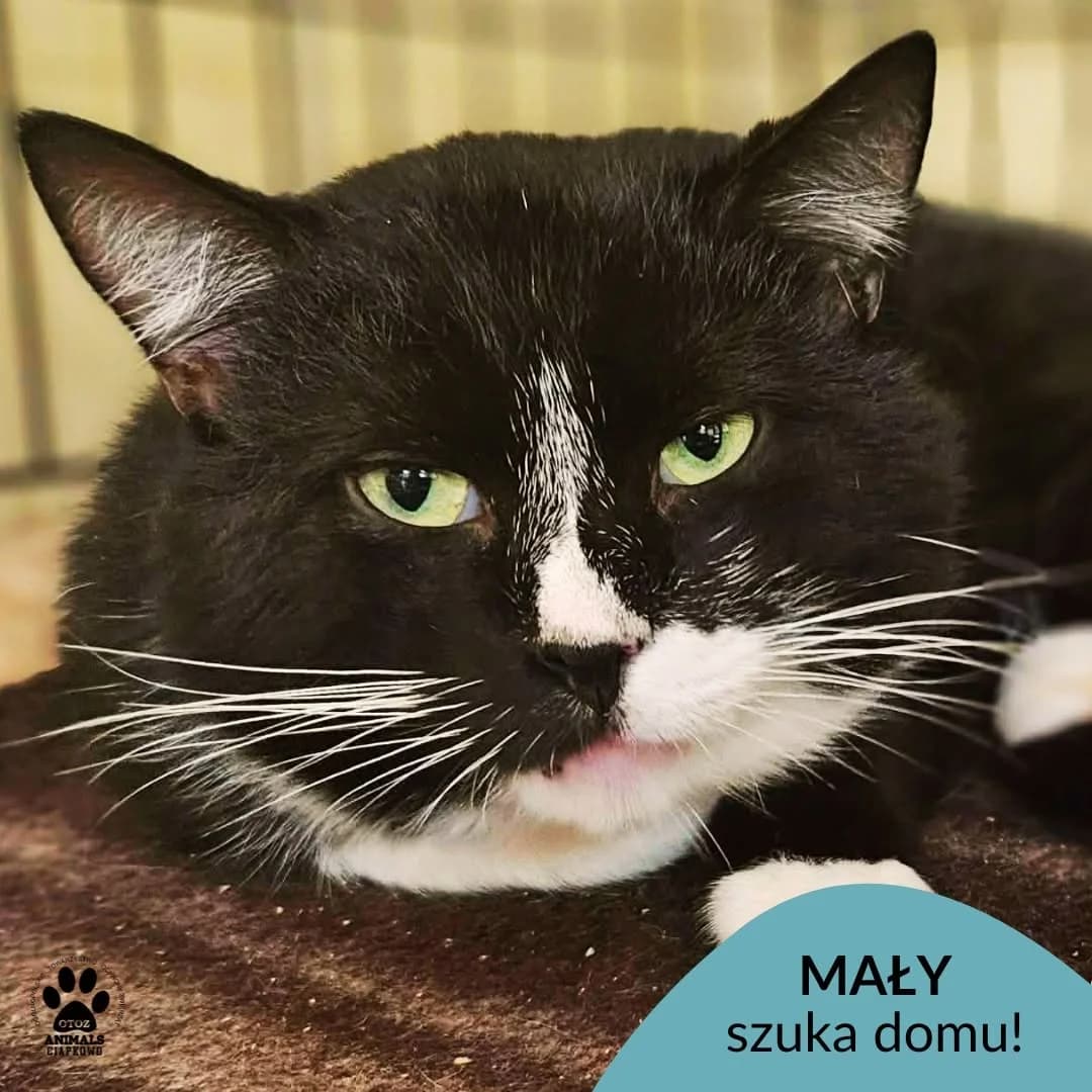 Mały,  5yo Mixed Breed for adoption at OTOZ Animals Schronisko Ciapkowo