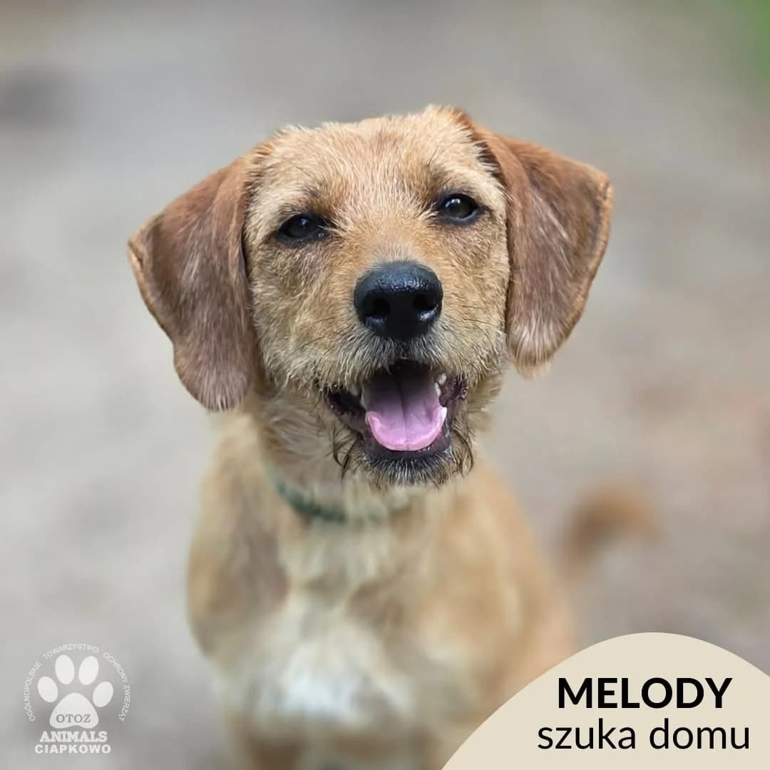 Melody,  young Mixed Breed for adoption at OTOZ Animals Schronisko Ciapkowo