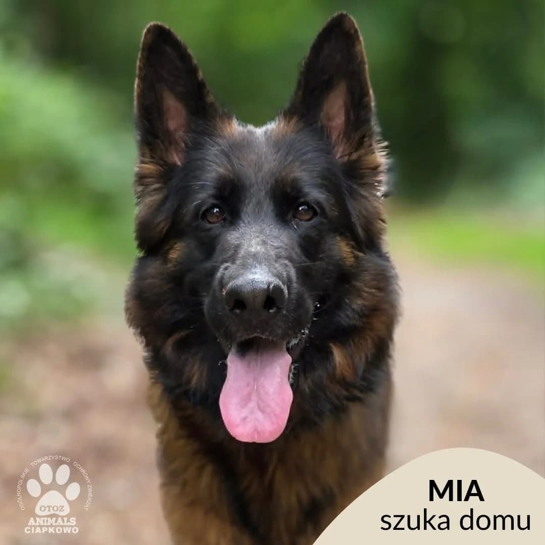 Mia,  3yo Mixed Breed for adoption at OTOZ Animals Schronisko Ciapkowo