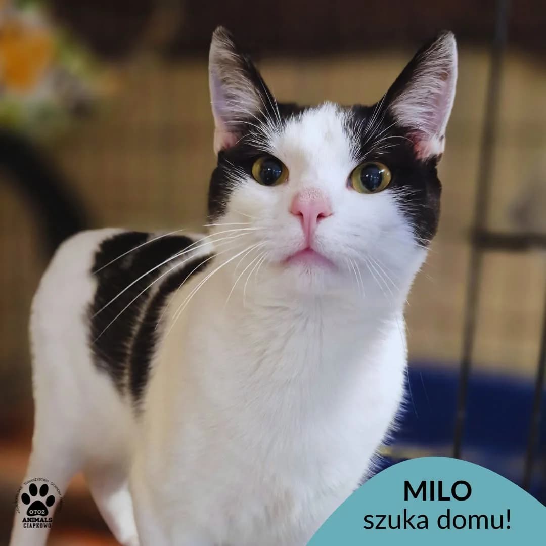 Milo,  young Mixed Breed for adoption at OTOZ Animals Schronisko Ciapkowo
