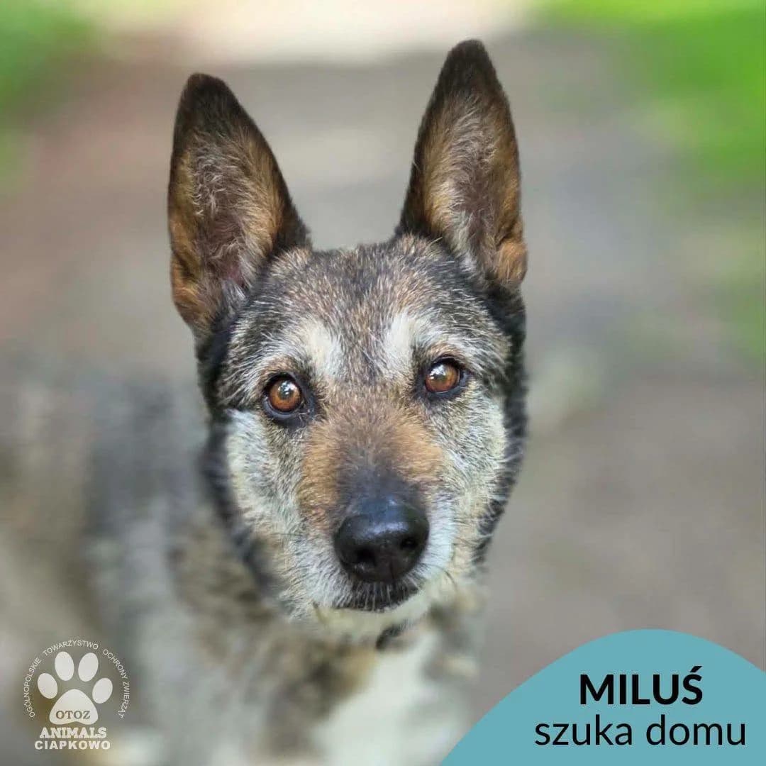 Miluś, male senior Mixed Breed for adoption at OTOZ Animals Schronisko Ciapkowo