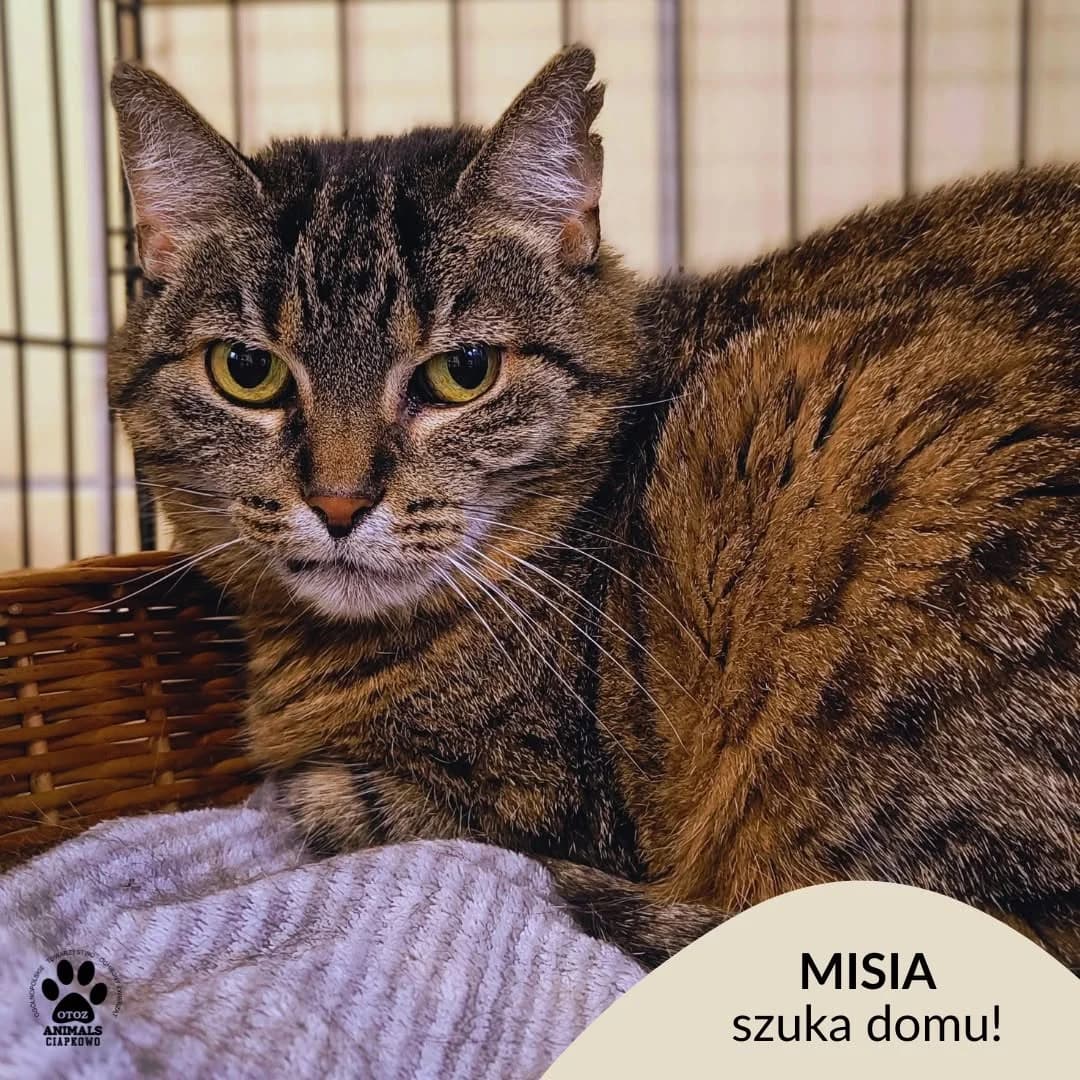 Misia, female senior Mixed Breed for adoption at OTOZ Animals Schronisko Ciapkowo