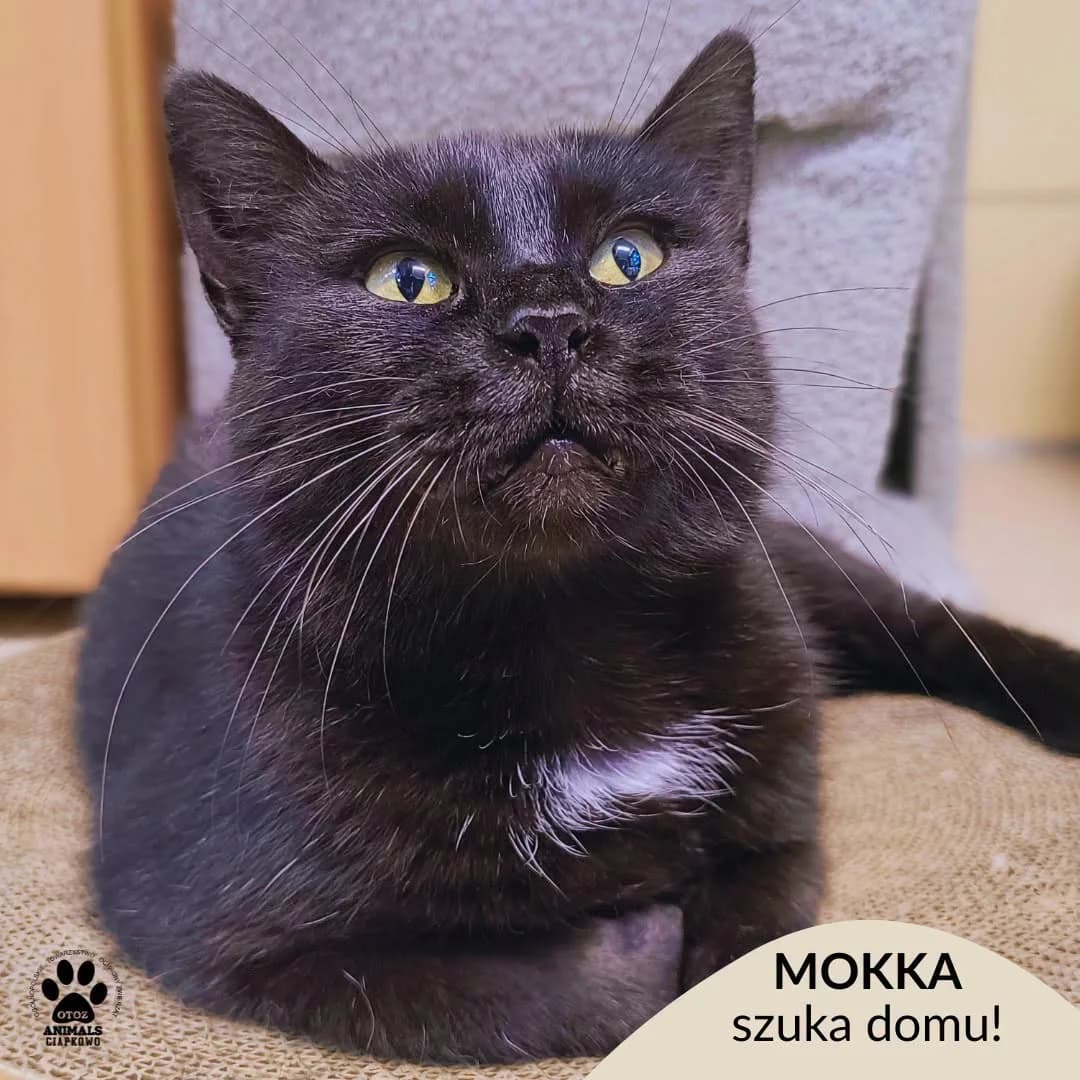 Mokka, female young Mixed Breed for adoption at OTOZ Animals Schronisko Ciapkowo