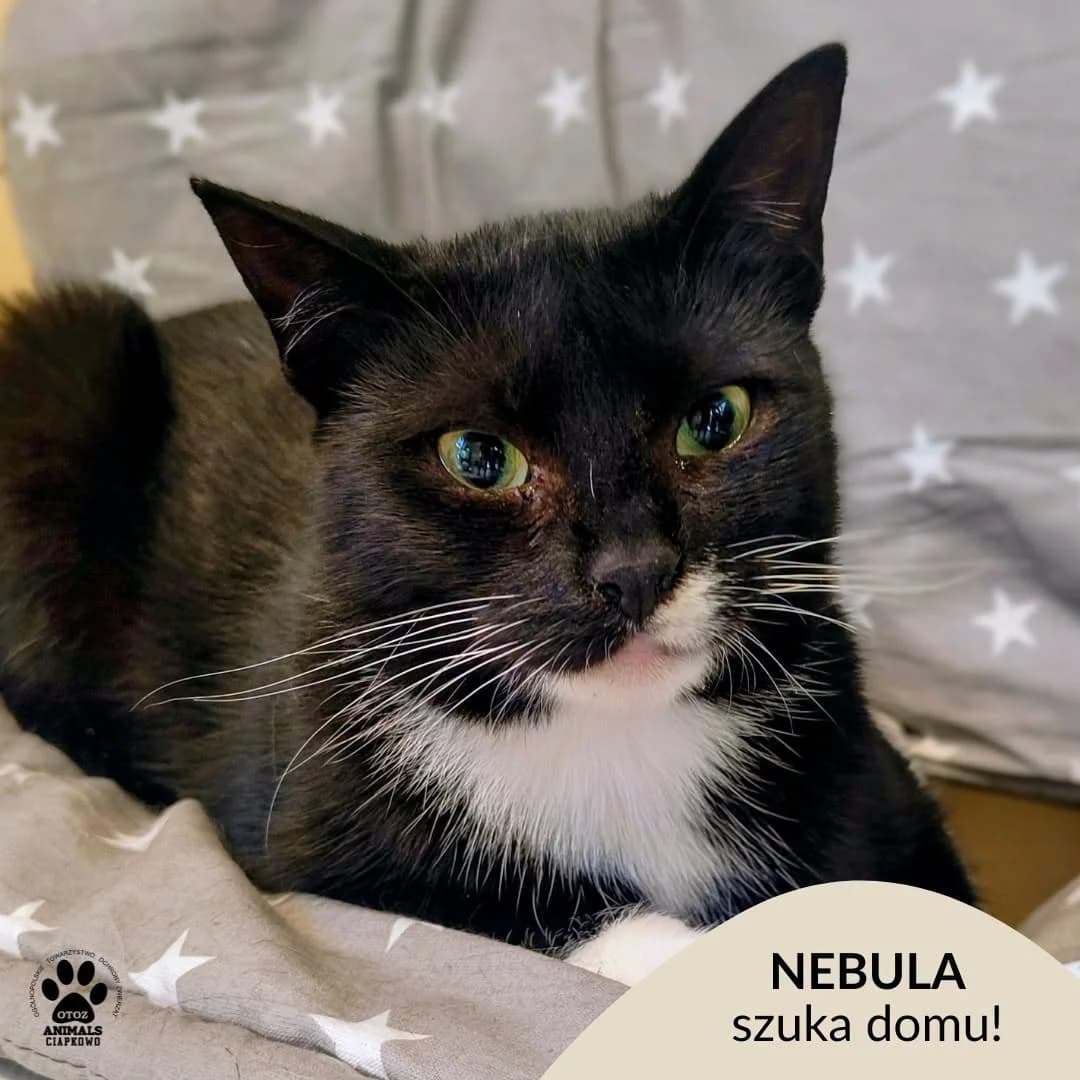 Nebula, female young Mixed Breed for adoption at OTOZ Animals Schronisko Ciapkowo