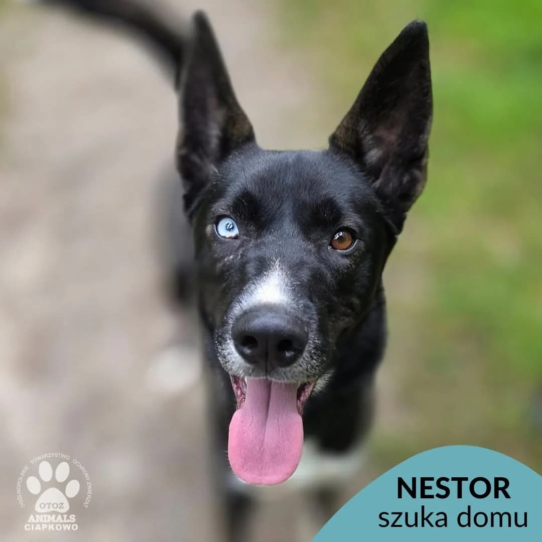 Nestor, male 3yo Husky for adoption at Schronisko Ciapkowo Gdynia
