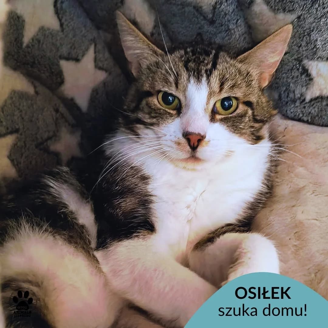 Osiłek,  young Mixed Breed for adoption at OTOZ Animals Schronisko Ciapkowo