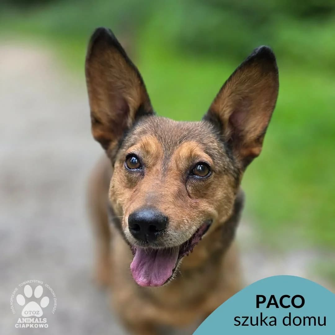 Paco, male 5yo Mixed Breed for adoption at OTOZ Animals Schronisko Ciapkowo