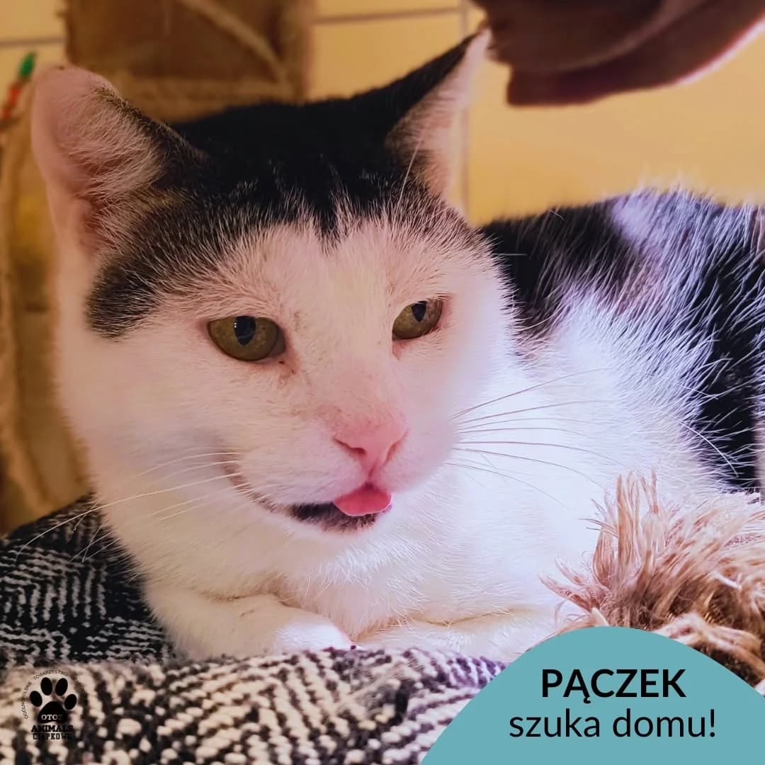 Pączek,  5yo Mixed Breed for adoption at OTOZ Animals Schronisko Ciapkowo