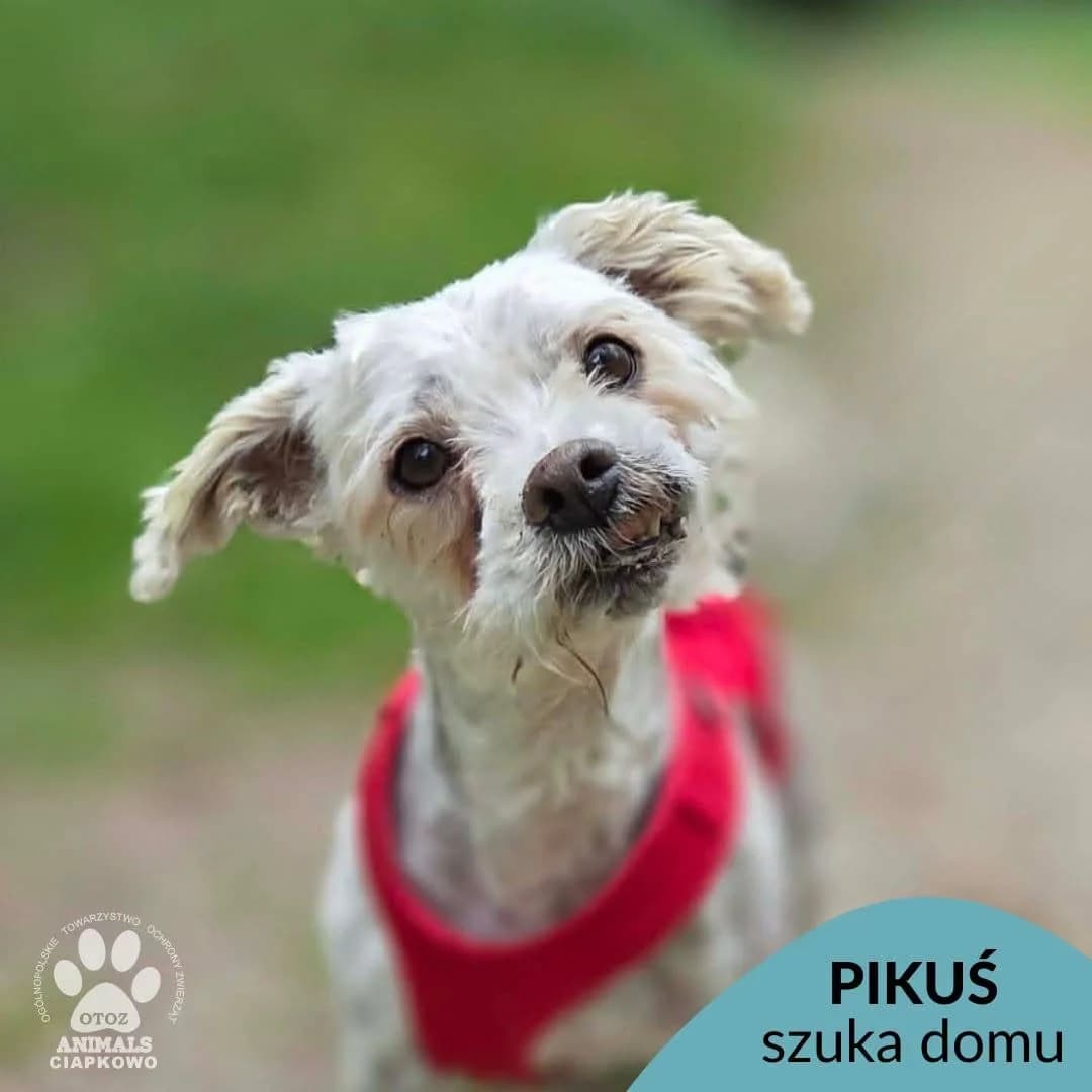 Pikuś, male senior Mixed Breed for adoption at OTOZ Animals Schronisko Ciapkowo