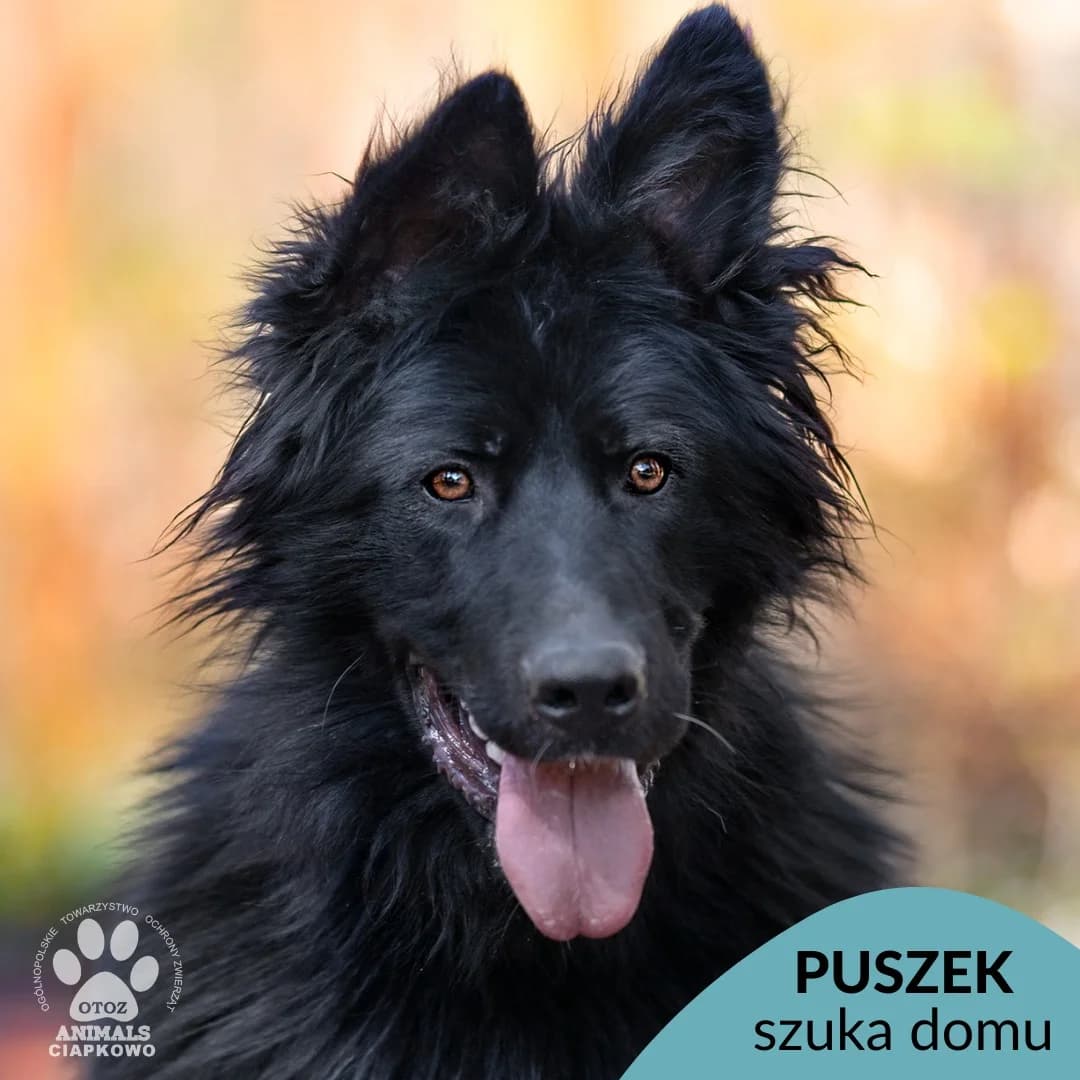 Puszek, male young Mixed Breed for adoption at OTOZ Animals Schronisko Ciapkowo