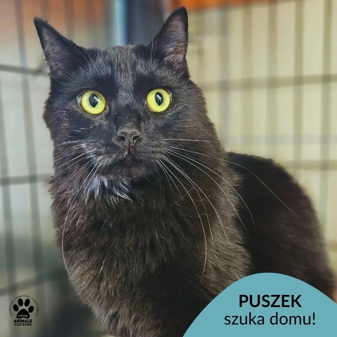 Puszek,  5yo Mixed Breed for adoption at OTOZ Animals Schronisko Ciapkowo