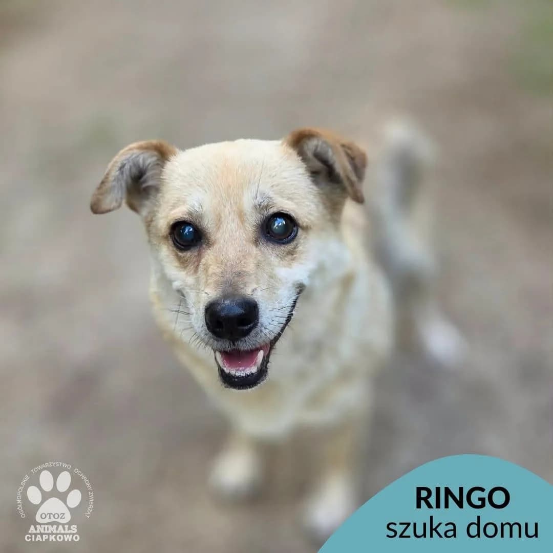 Ringo, male 6yo Mixed Breed for adoption at OTOZ Animals Schronisko Ciapkowo