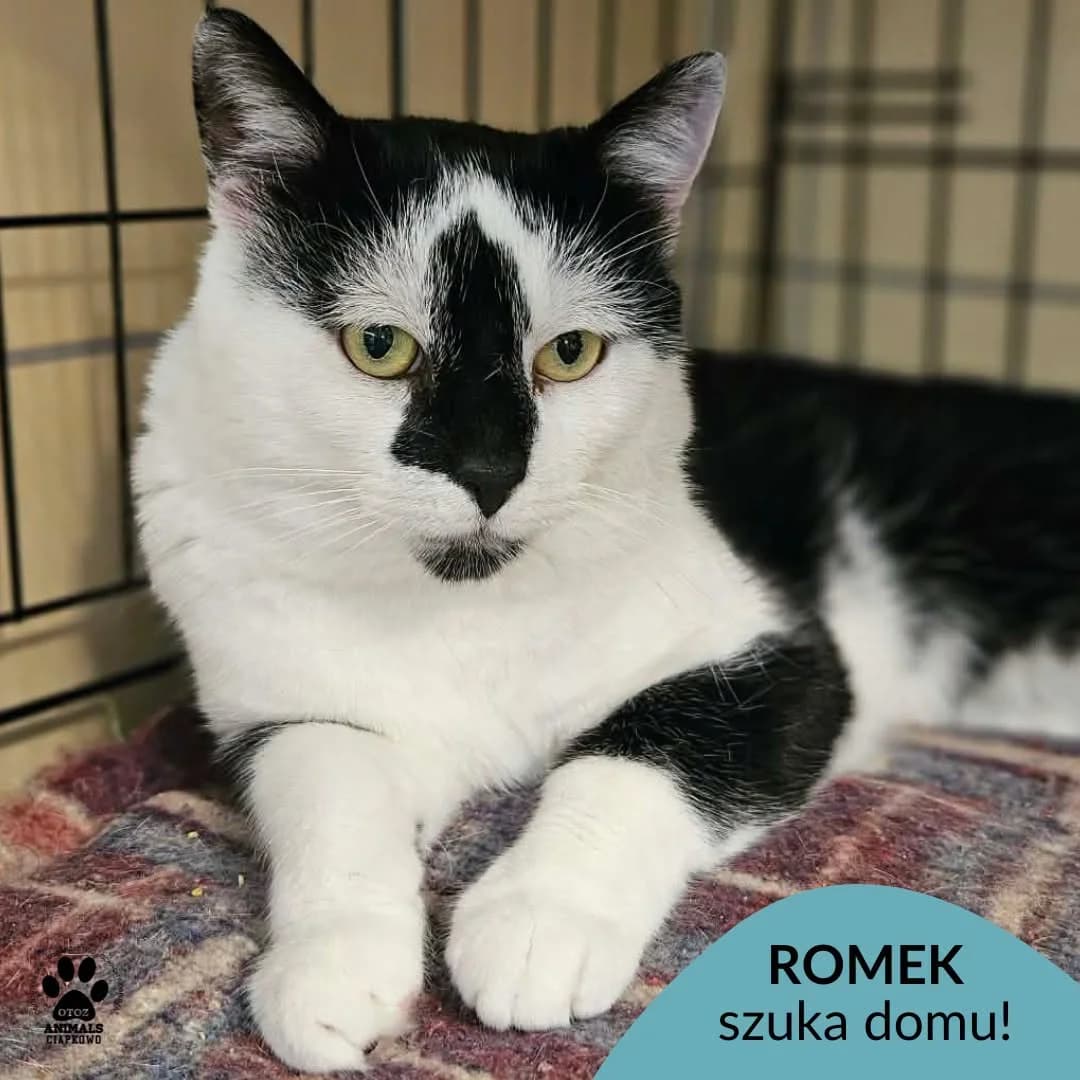 Romek,  3yo Mixed Breed for adoption at OTOZ Animals Schronisko Ciapkowo