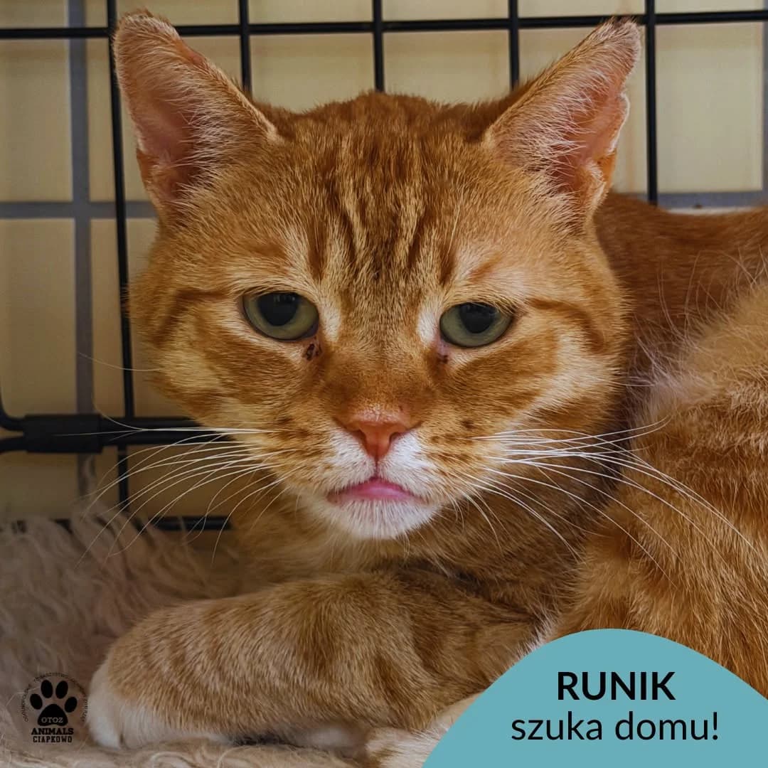 Runik,  senior Mixed Breed for adoption at OTOZ Animals Schronisko Ciapkowo