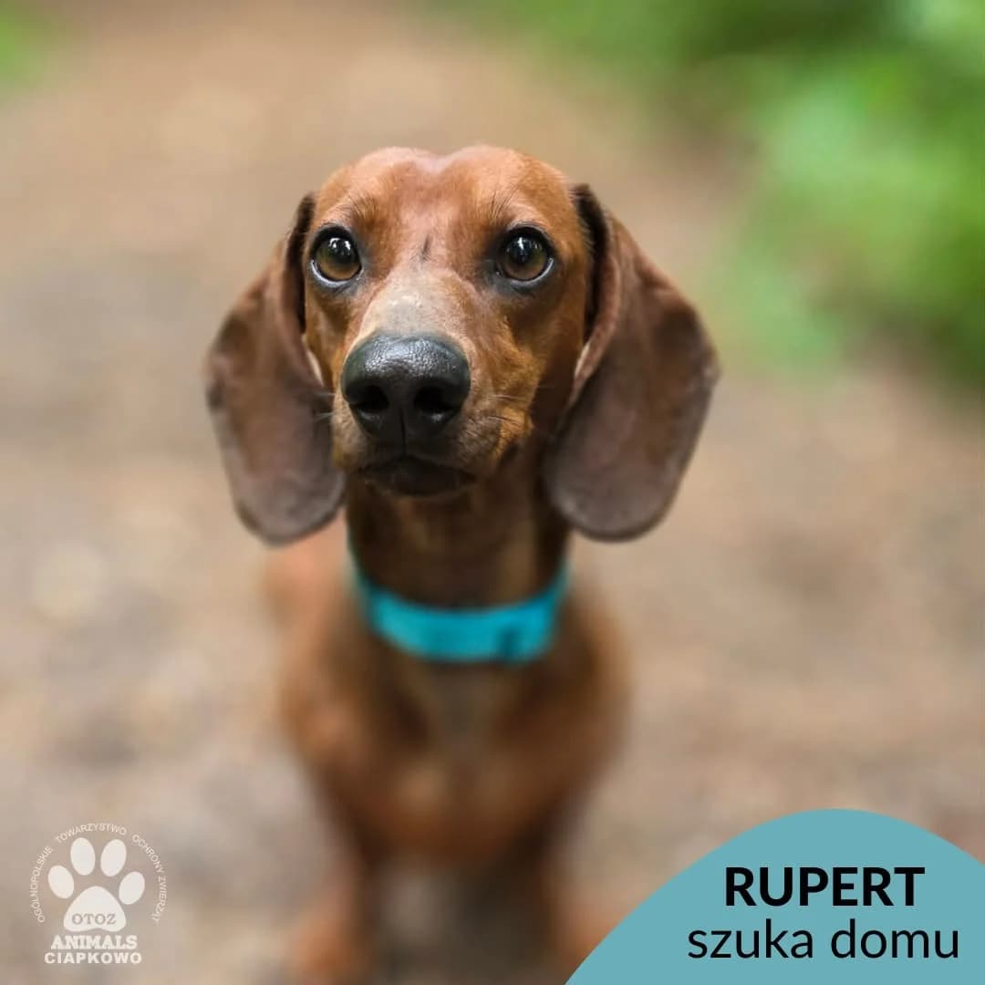 Rupert, male 3yo Mixed Breed for adoption at OTOZ Animals Schronisko Ciapkowo
