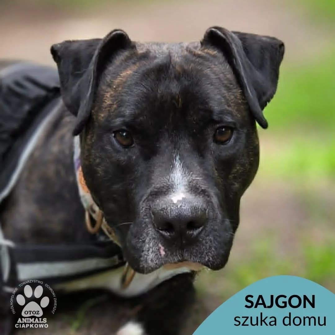 Sajgon, male senior Mixed Breed for adoption at OTOZ Animals Schronisko Ciapkowo