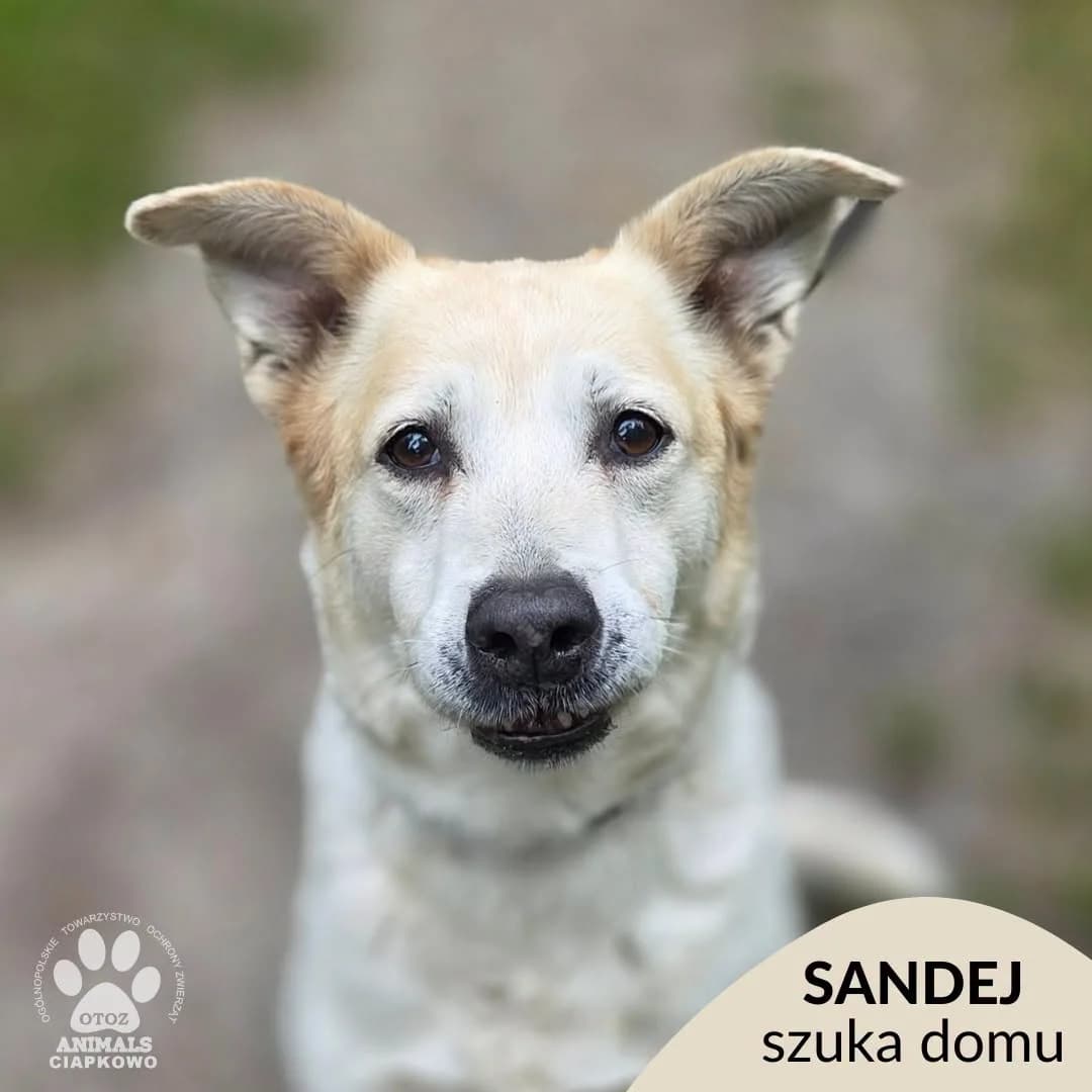 Sandej,  senior Mixed Breed for adoption at OTOZ Animals Schronisko Ciapkowo