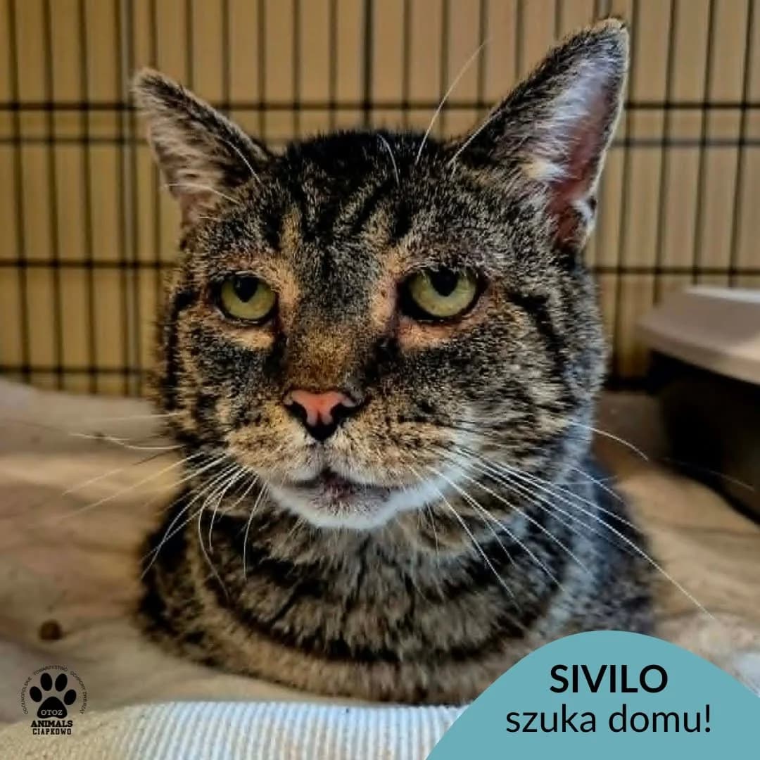 Sivilo,  senior Mixed Breed for adoption at OTOZ Animals Schronisko Ciapkowo