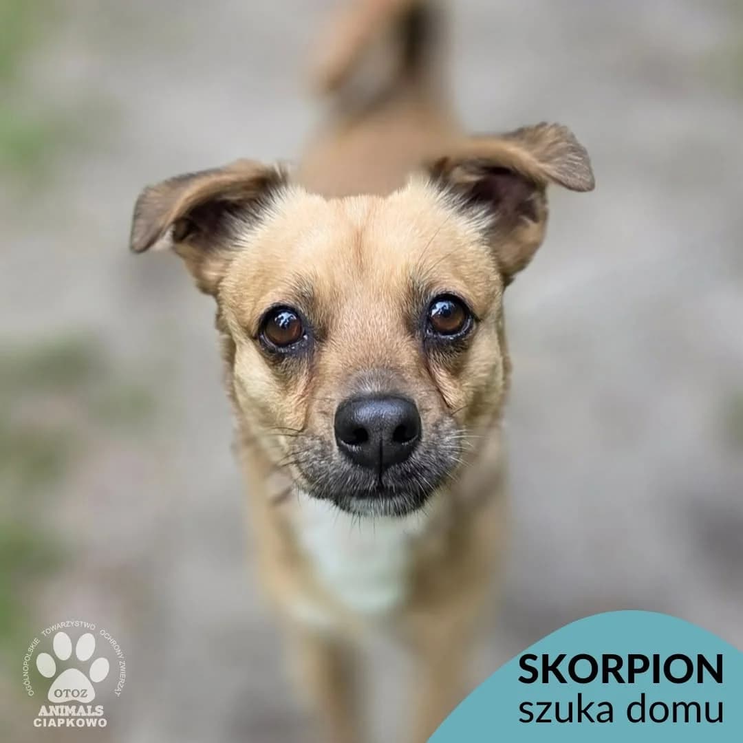 Skorpion, male 5yo Mixed Breed for adoption at OTOZ Animals Schronisko Ciapkowo