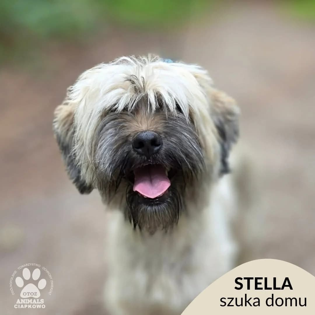 Stella,  young Mixed Breed for adoption at OTOZ Animals Schronisko Ciapkowo