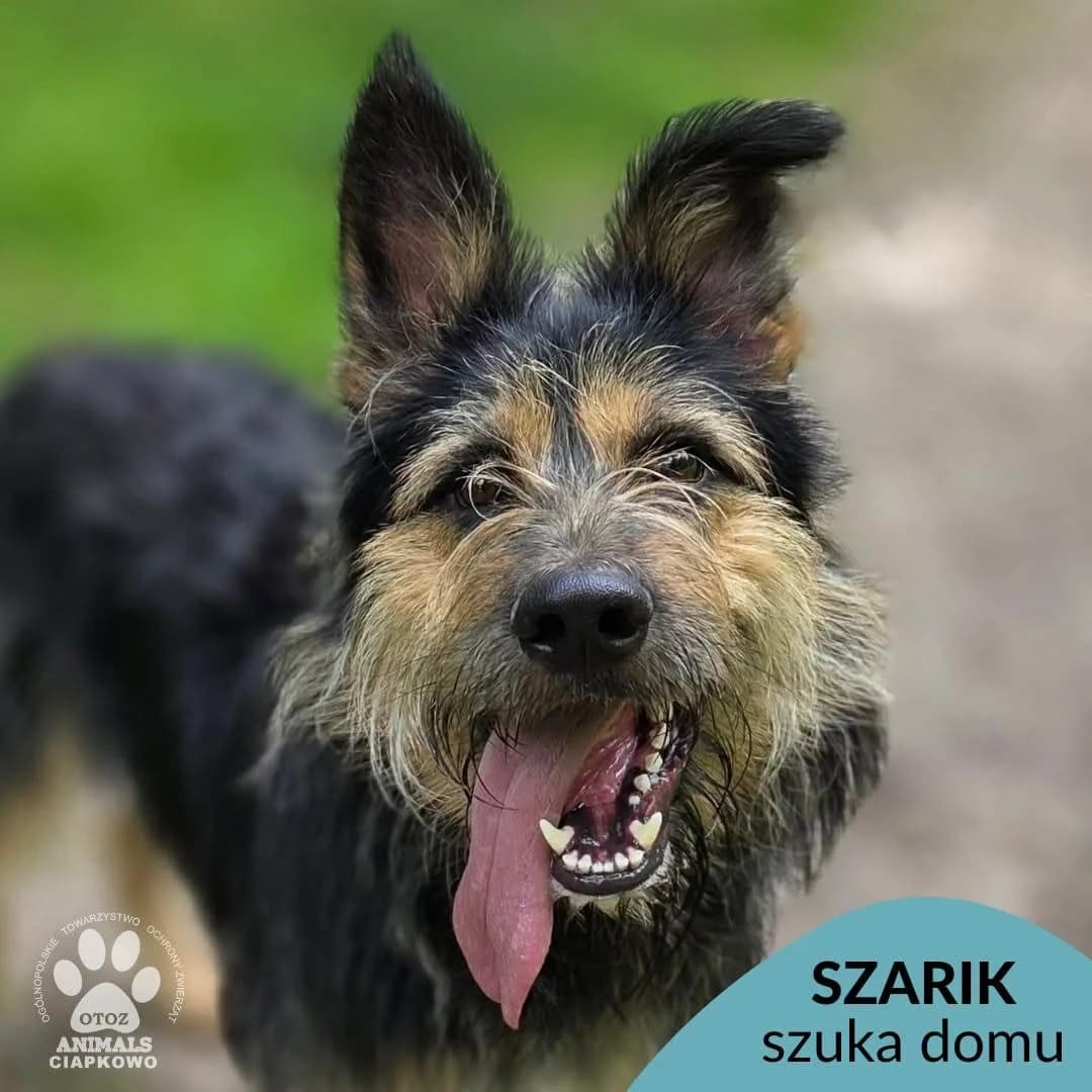 Szarik, male young Mixed Breed for adoption at OTOZ Animals Schronisko Ciapkowo