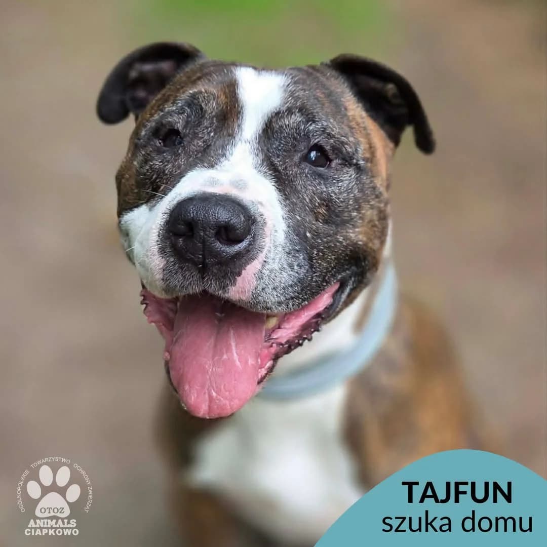 Tajfun, male senior Mixed Breed for adoption at OTOZ Animals Schronisko Ciapkowo