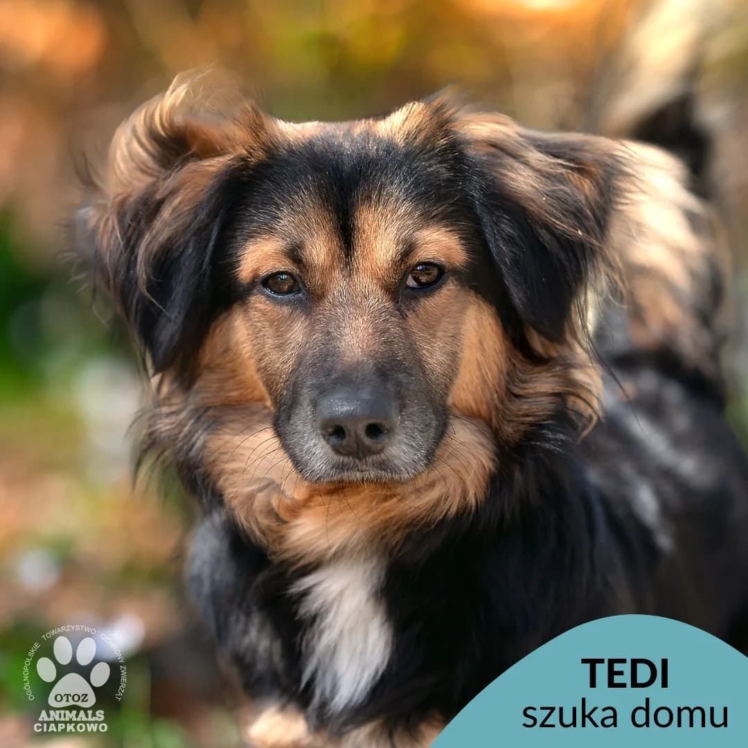 Tedi, male young Mixed Breed for adoption at OTOZ Animals Schronisko Ciapkowo