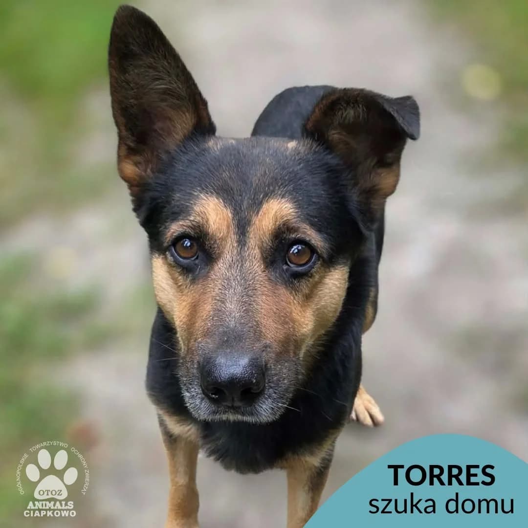 Torres, male 7yo Mixed Breed for adoption at OTOZ Animals Schronisko Ciapkowo