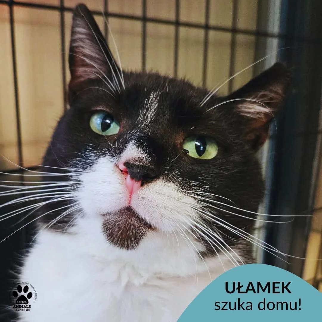 Ułamek, 5yo Mixed Breed for adoption at OTOZ Animals Schronisko Ciapkowo