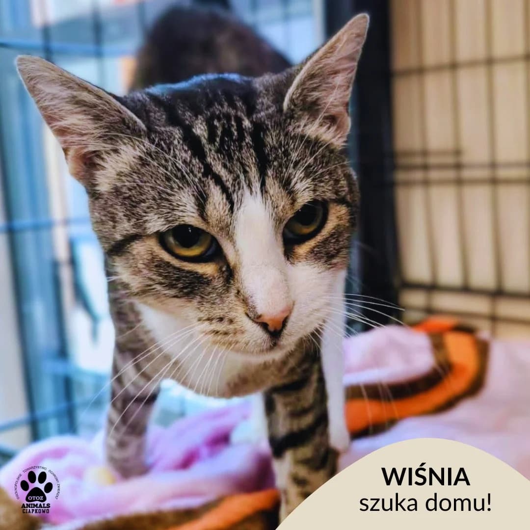 Wiśnia, female 4yo Mixed Breed for adoption at OTOZ Animals Schronisko Ciapkowo