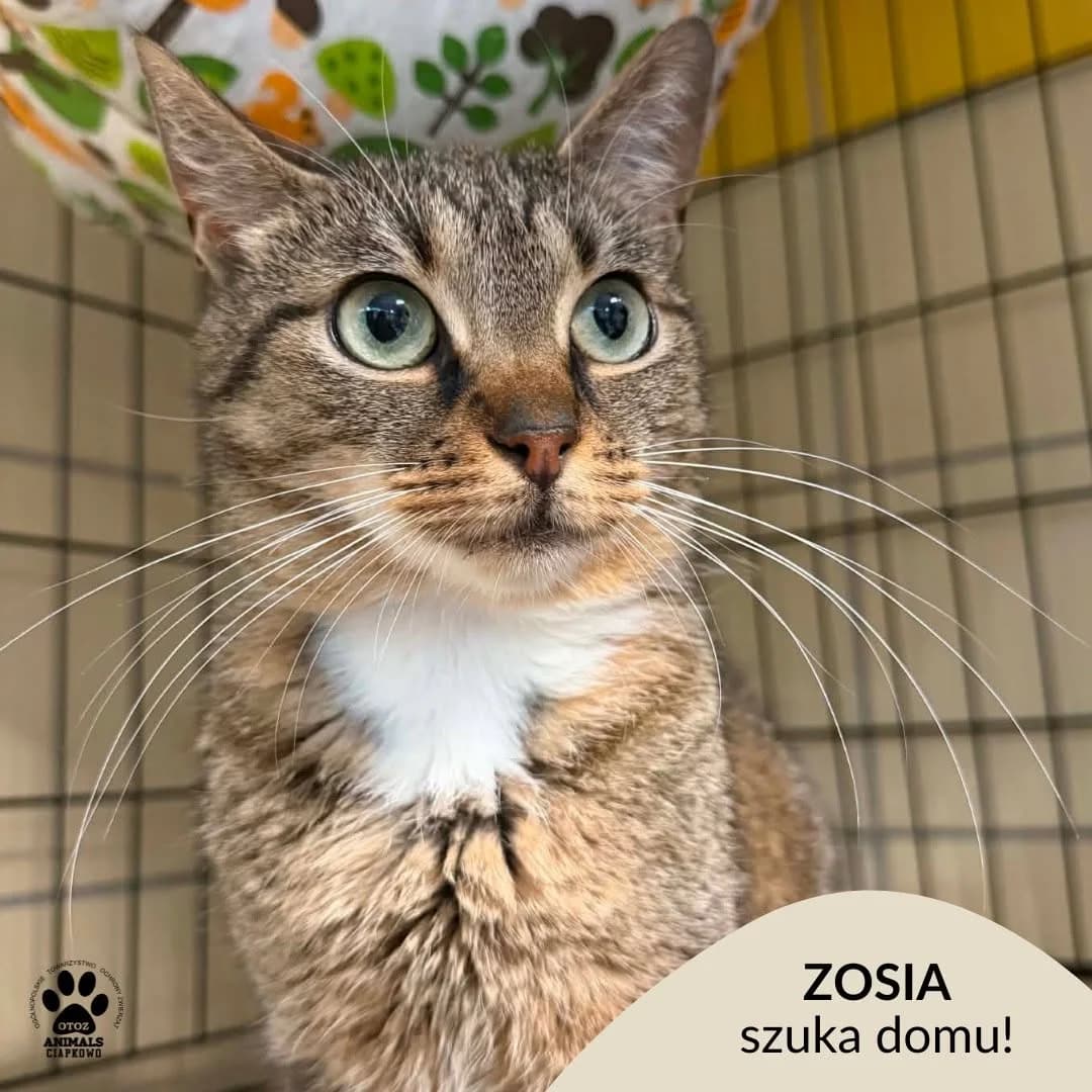 Zosia, female 3yo Mixed Breed for adoption at OTOZ Animals Schronisko Ciapkowo