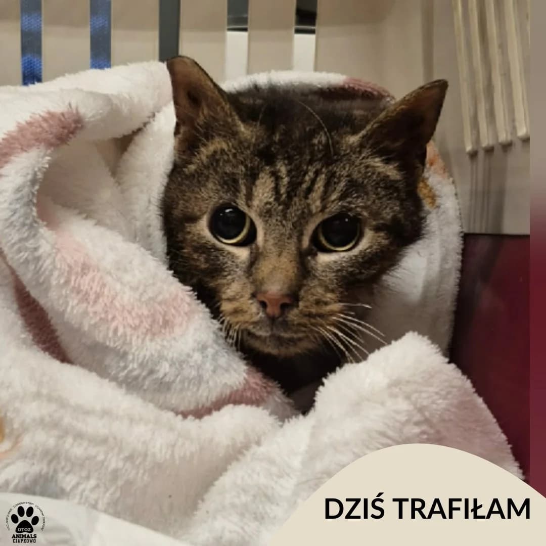 Derma, male Mixed Breed for adoption at OTOZ Animals Schronisko Ciapkowo