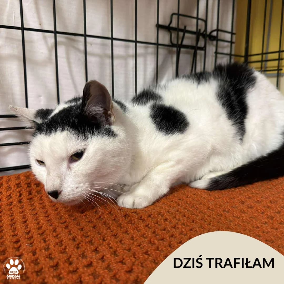 Enigma, male Mixed Breed for adoption at OTOZ Animals Schronisko Ciapkowo