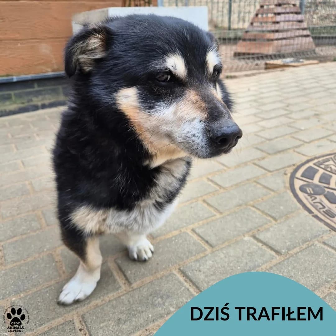 Florian, male Mixed Breed for adoption at OTOZ Animals Schronisko Ciapkowo