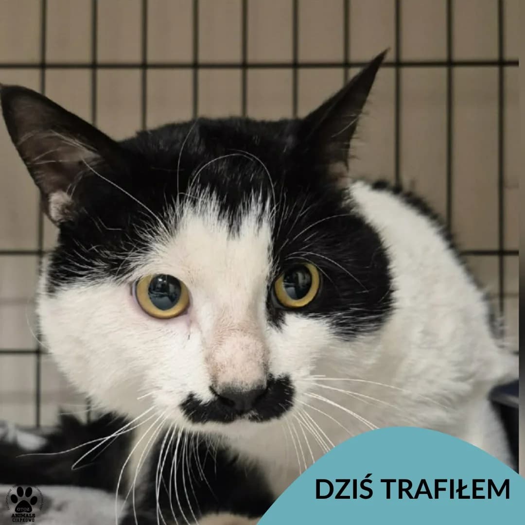 Fungi, male Mixed Breed for adoption at OTOZ Animals Schronisko Ciapkowo