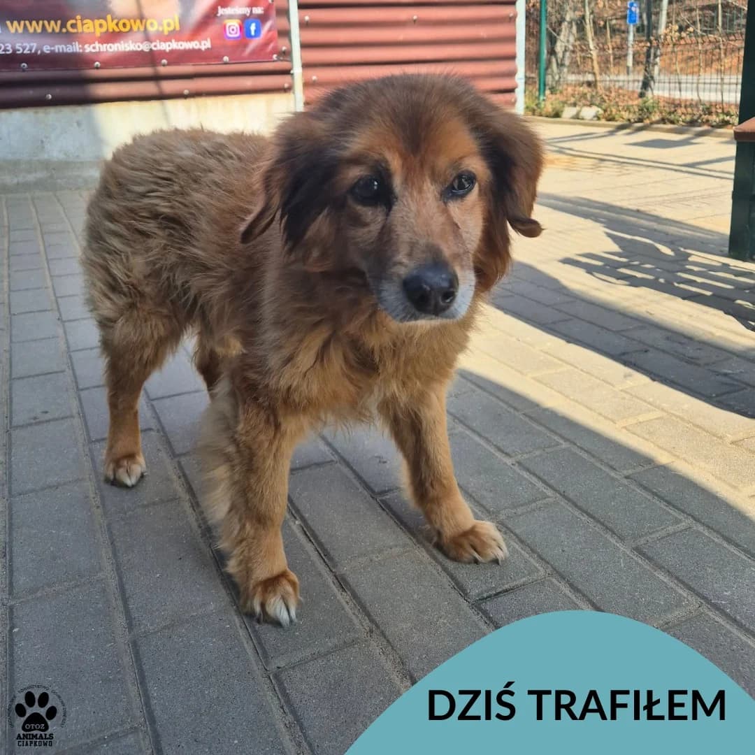 Gucio, male Mixed Breed for adoption at OTOZ Animals Schronisko Ciapkowo