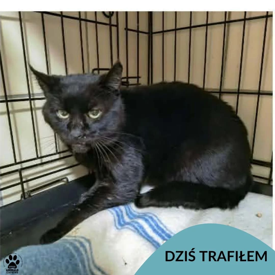 Hektor, male Mixed Breed for adoption at OTOZ Animals Schronisko Ciapkowo