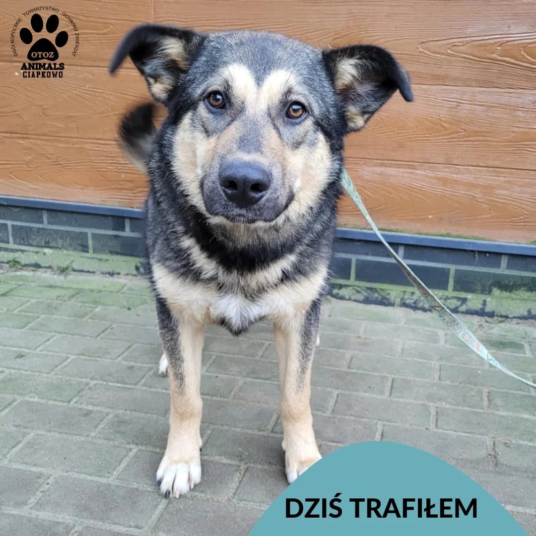 Herkules, male Mixed Breed for adoption at OTOZ Animals Schronisko Ciapkowo