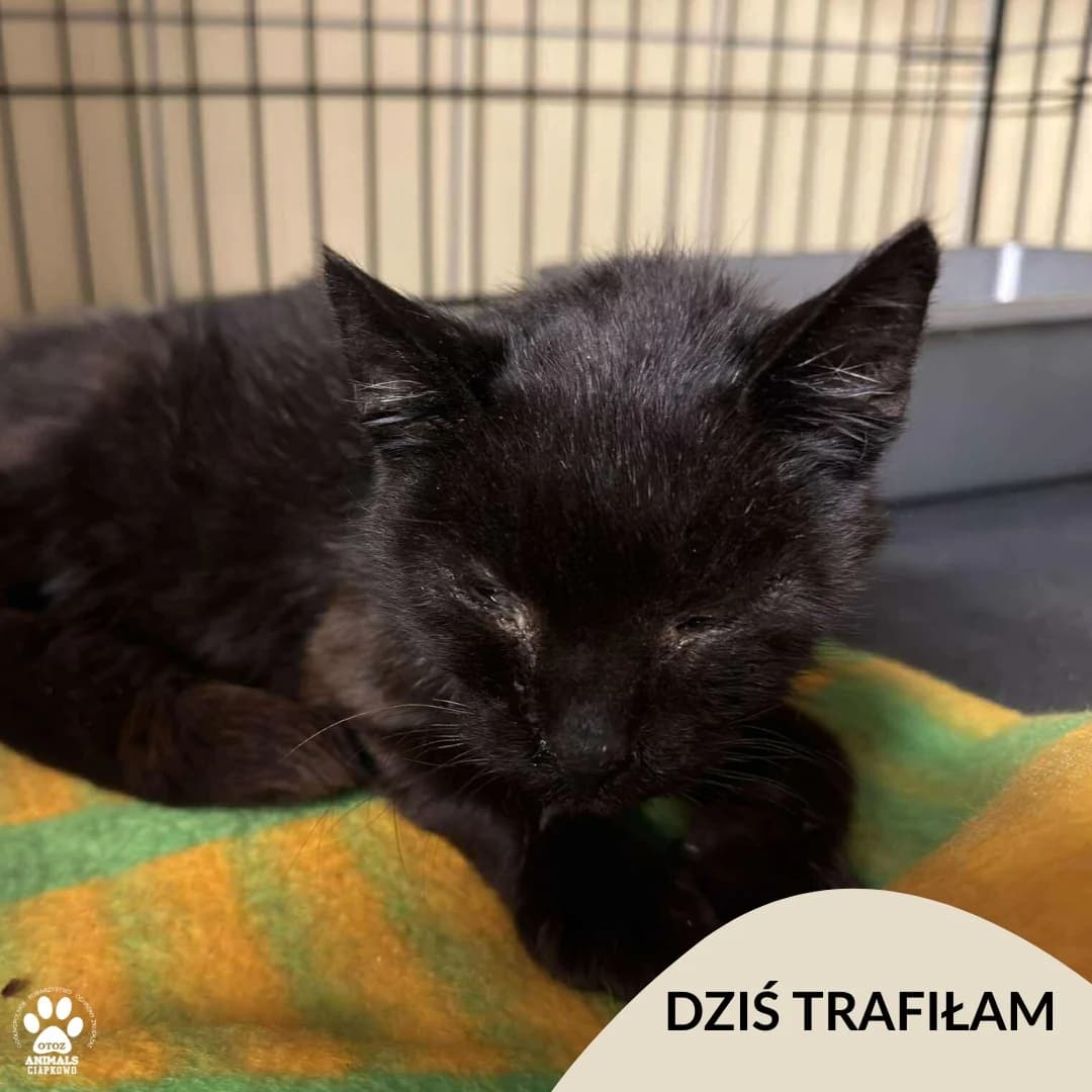 Jedenastka, male Mixed Breed for adoption at OTOZ Animals Schronisko Ciapkowo