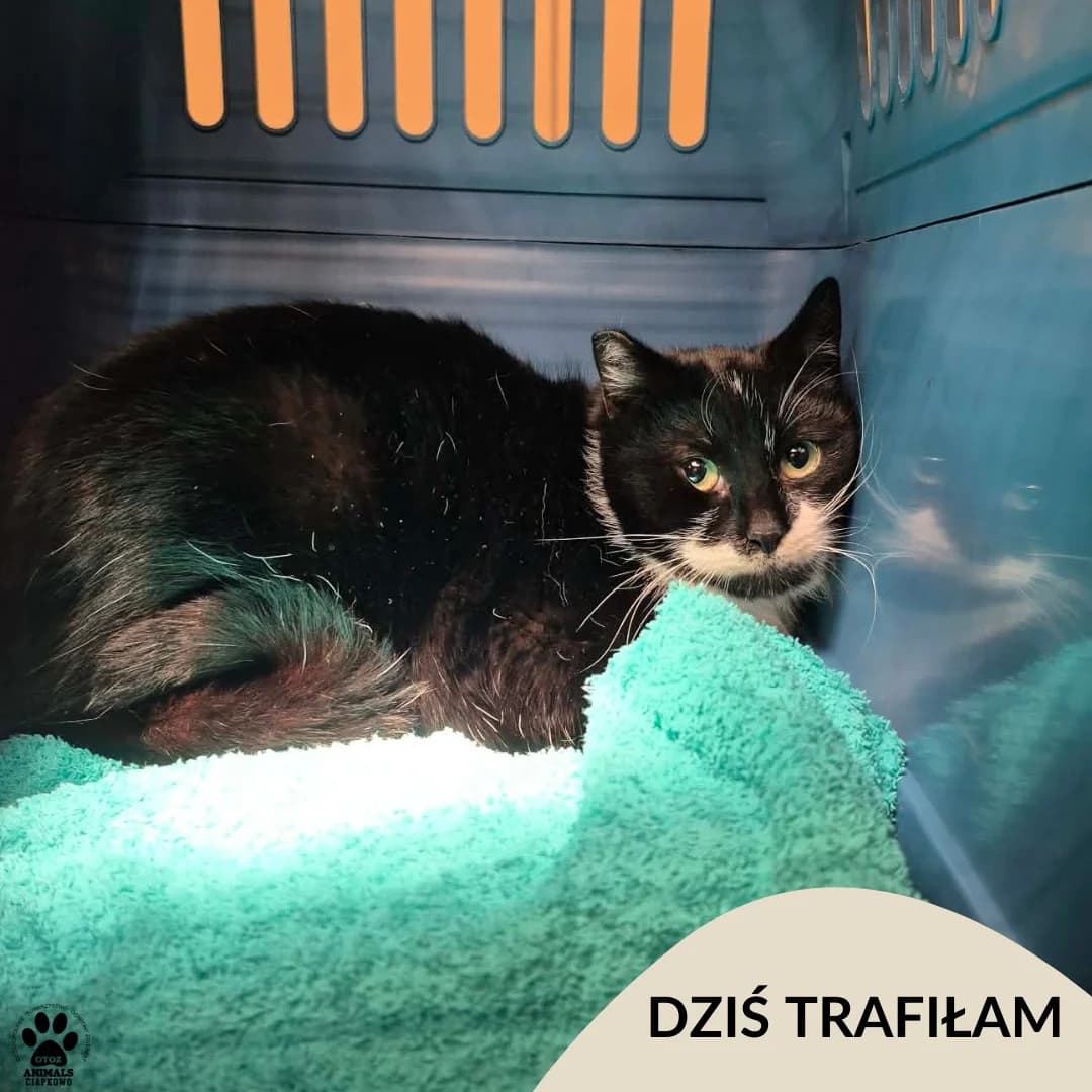 Kapibara, male Mixed Breed for adoption at OTOZ Animals Schronisko Ciapkowo