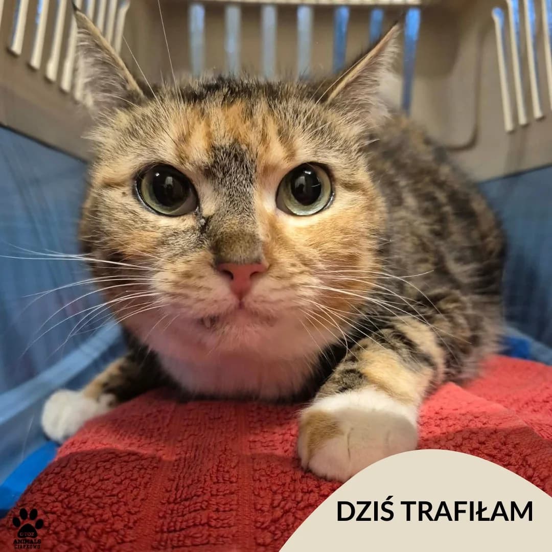 Kapsaicyna, male Mixed Breed for adoption at OTOZ Animals Schronisko Ciapkowo